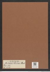 Auliscus hauckii Pant. (de-Toni-Nr.: Genus 171, Species 4349) Zeichnungen Sammlung Grunow Mappe 04308 (Herbarium_W_Grunow_drawings_Folder_04308)